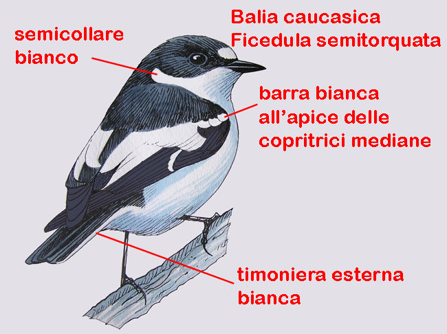 Balie a confronto-Disegni